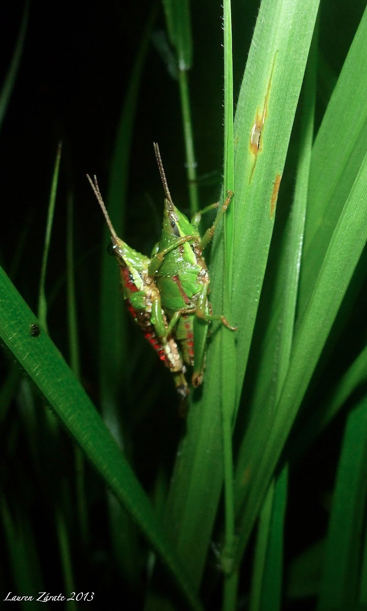 Cone-Nose Grasshoppers Mating Pair