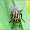 Sarcophagid Flesh Fly