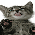 Licking Kitty Live Wallpaper