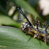 Hylesia nigricans caterpillar