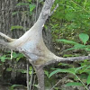 Eastern Tent Caterpillar