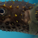 Spotbase Burrfish