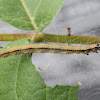 Ailanthus Webworm caterpillar