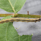 Ailanthus Webworm caterpillar