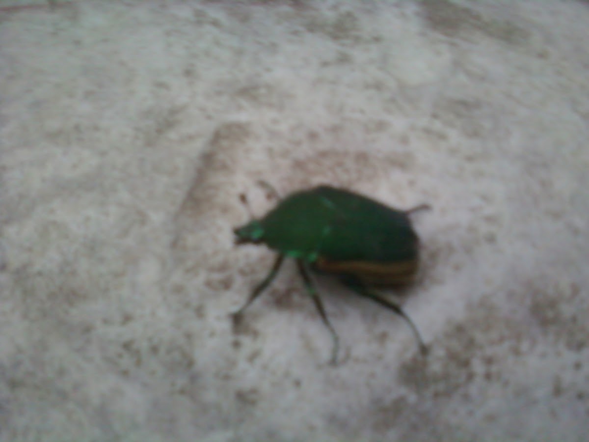 Green and Yellow Beetle