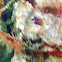 Powder Brown Surgeonfish