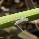 Scale insect (winged male)