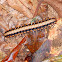Python millipede