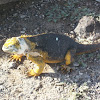 Yellow galapagos iguana