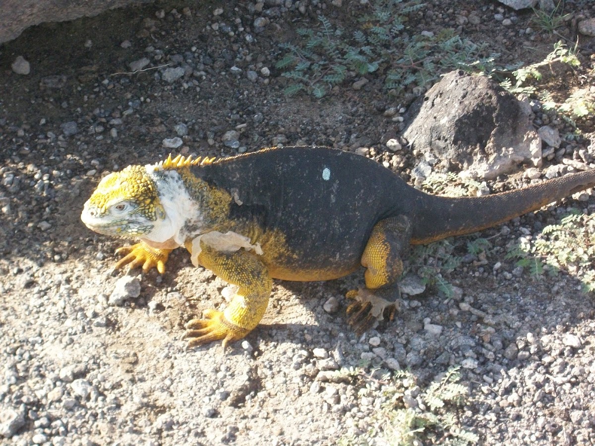 Yellow galapagos iguana