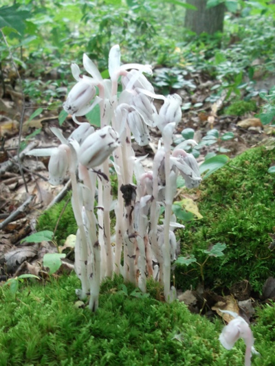 Indian Pipe or Ghost Plant 