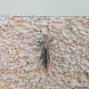 Large Cranefly