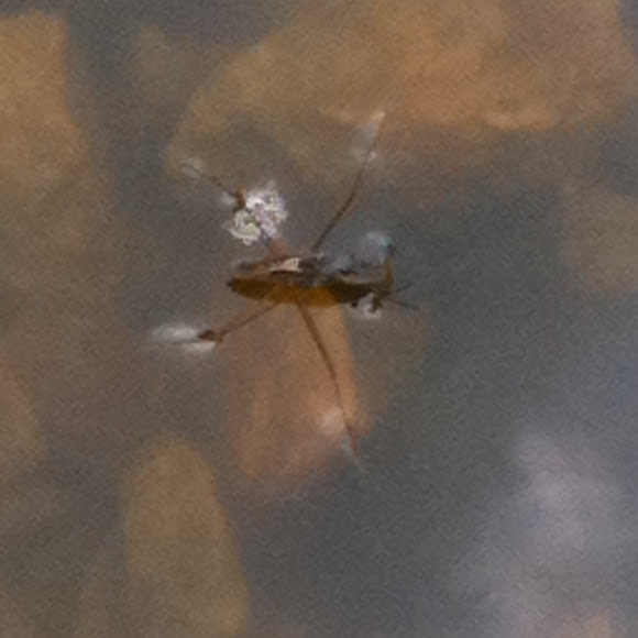 Water Strider | Project Noah
