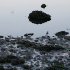 Black Turnstone