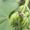 Scentless plant bug  .