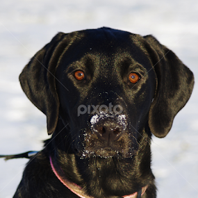 Zella by Jenny Gandert - Uncategorized All Uncategorized