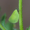 Two-striped Planthopper