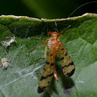Scorpionfly -Family Panorpidae-female