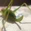 Katydid