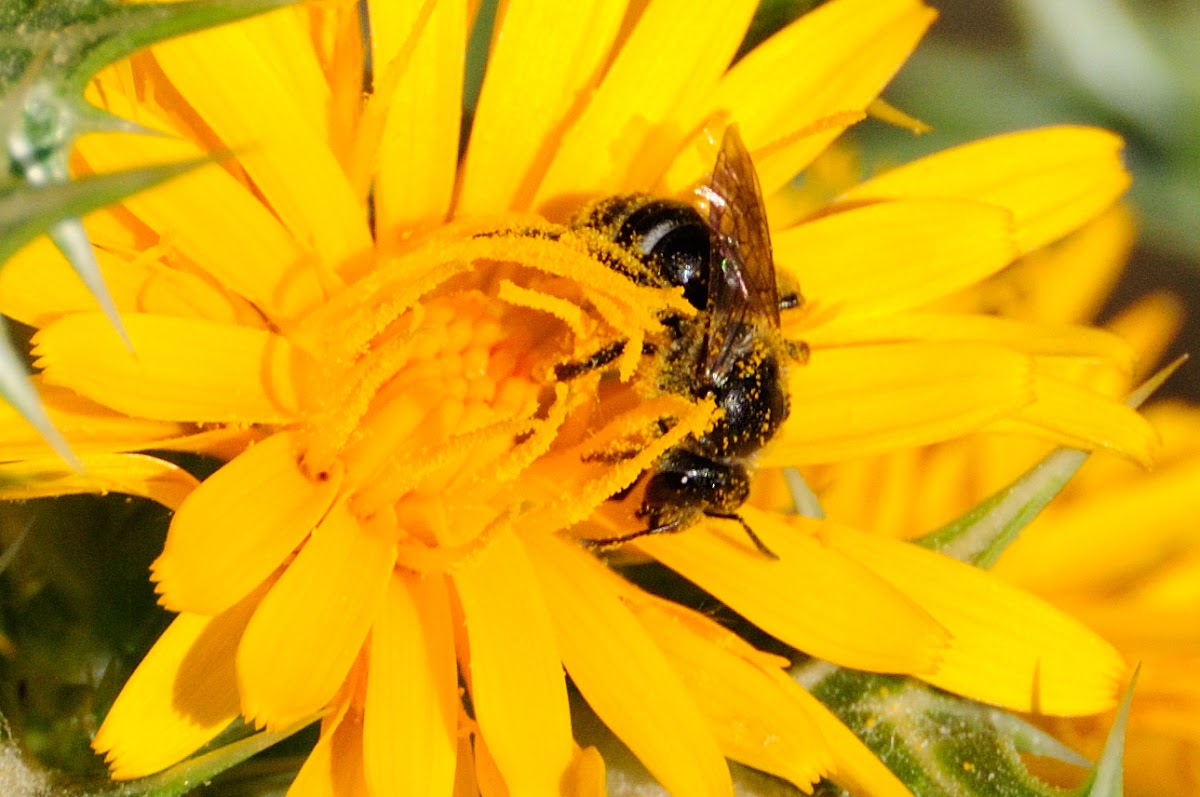 Honey bee on a thistle flower