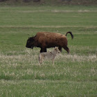 Coyote and American Bison