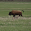 Coyote and American Bison