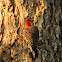 Red-bellied Woodpecker