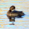 Lesser Scaup