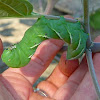 Tobacco Hornworm