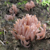 Coral Fungi