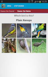 South American Birds Free(圖6)-速報App