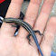 Blue tailed skink