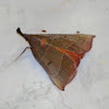Orange and brown moth