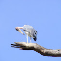 Marabou Stork