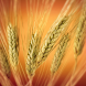 Commodity Prices