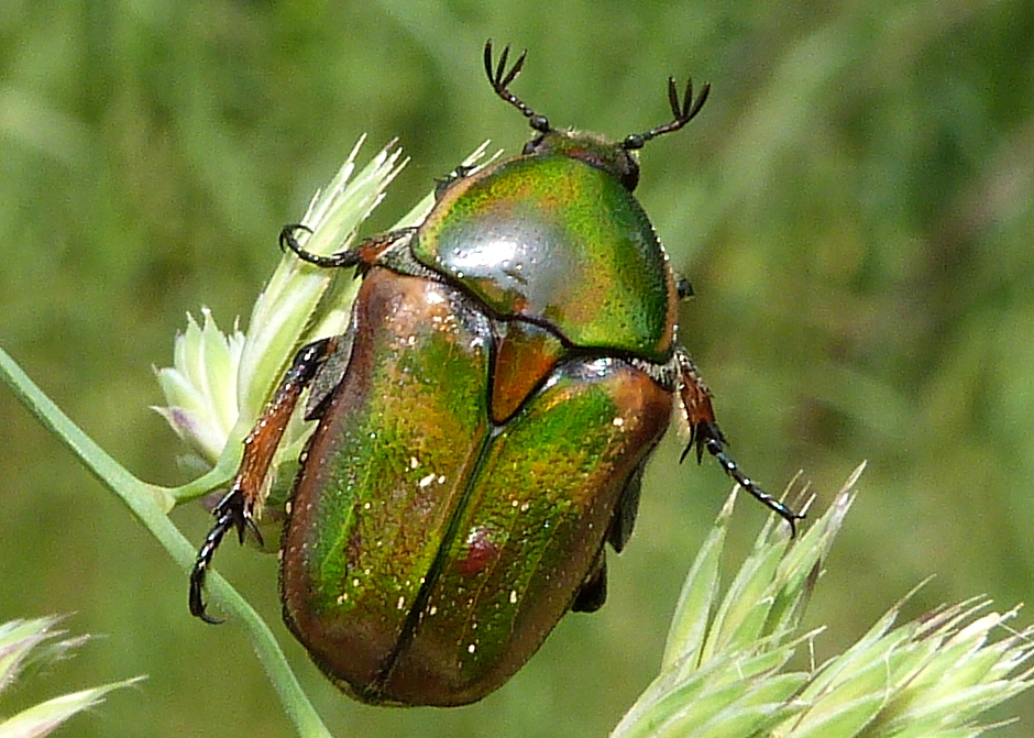 Emerald Euphoria Beetle
