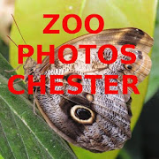 Zoo Photos Chester 1.5 Icon