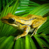 Four Lined Tree frog