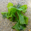 Sea Lettuce