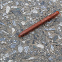 uncertain centipede