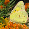 Clouded Sulphur