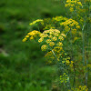 Dill (gone to seed)