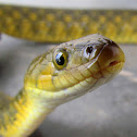 Checkered keelback Snake