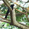 The Greater Racket-tailed Drongo