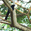 The Greater Racket-tailed Drongo