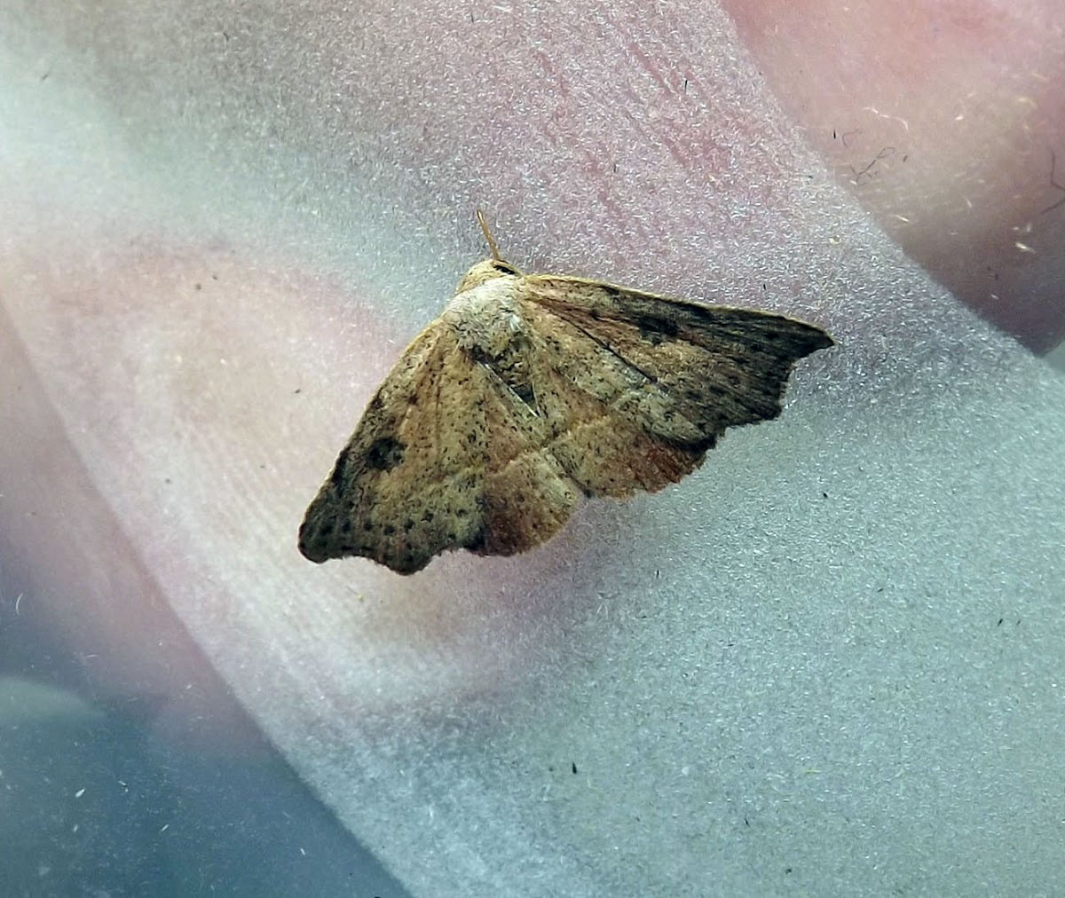 Small Twisted Moth