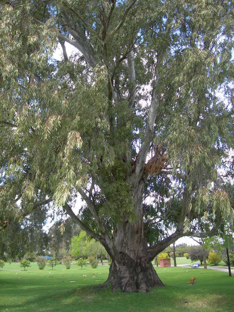 Eucalyptus. Eucaliptus