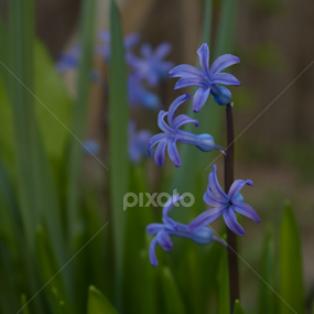 Hyacinth by Madalin Stoean - Flowers Flowers in the Wild