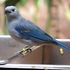 Blue-grey tanager