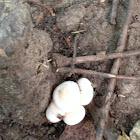 Mushrooms (White)